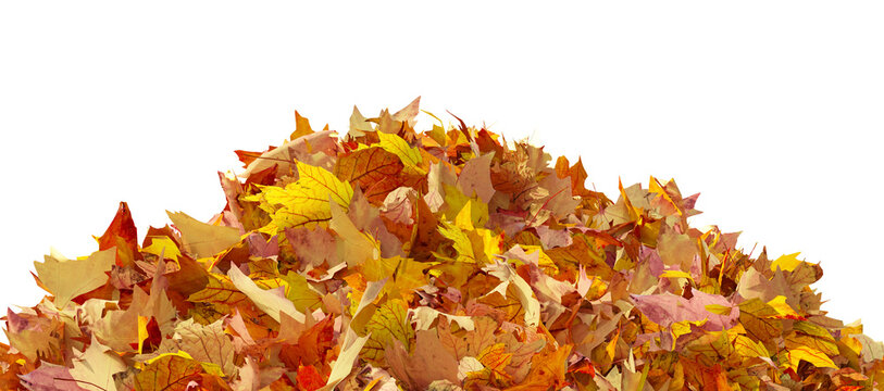 Pile of autumn colored leaves isolated on transparent background. Colorful foliage of maple leaves in the fall season. 3D