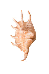 Seashell. Summertime concept. Flat lay composition with beautiful sea shell isolated over a transparent background, top view, mockup.