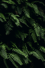Fototapeta na wymiar tropical plant with sunlit green leaves on a black background in the forest