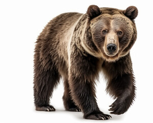 photo of Ursus arctos isolated on white background. Generative AI