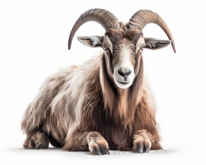 photo of cashmere goat isolated on white background. Generative AI