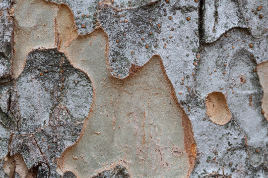 Zelkova Bilder Durchsuchen 819 Archivfotos, und Videos