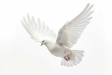 Obraz premium White pigeon isolated. Generate Ai