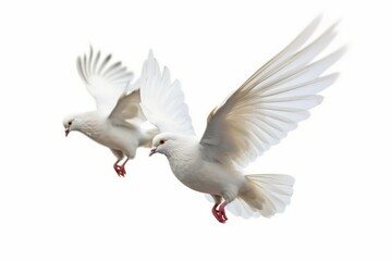 White pigeons isolated on white background. Generate Ai
