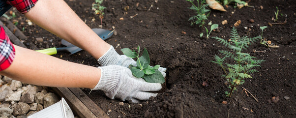 Naklejka premium Banner Hand of woman gardener in gloves holds seedling of small apple tree in her hands preparing to plant it in the ground. Tree planting concept