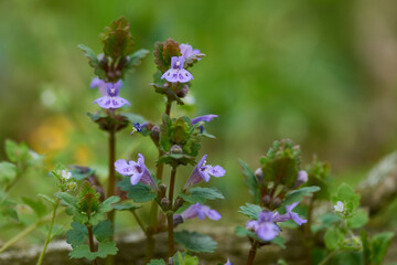 Gundermann (Glechoma), auch Gundelrebe genannt