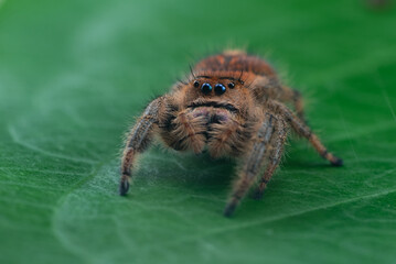 Jumping Spider, Phidippus regius on a leaf