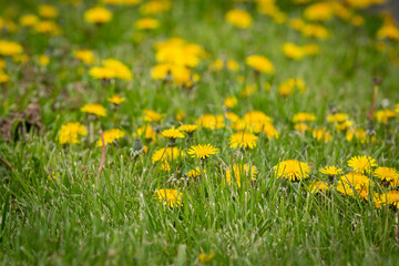 An abundance of dandelions blooming in a lawn, with selective focus