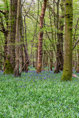 Woodland in Sussex in springtime, with bluebells starting to flower