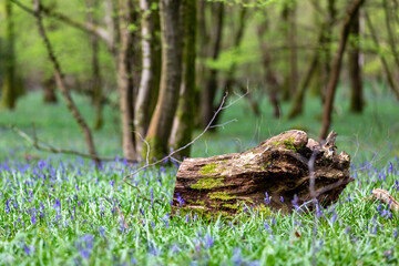 Obraz premium Bluebells starting to bloom in Sussex woodland, with a shallow depth of field