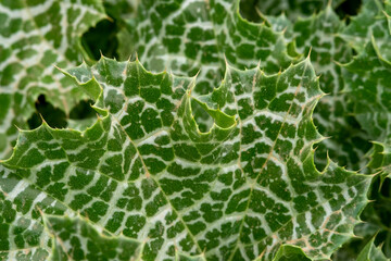 Close up of a milk thistle plant or Silybum marianum herbal remedy. Scotch thistle, Cardus marianus.