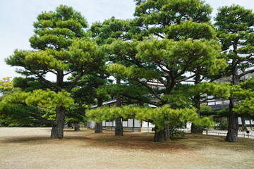 Fototapeta na wymiar Pine Tree of Japanese Garden at Ritsurin Garden Park in Takamatsu, Kagawa, Japan - 日本 香川 高松 栗林公園 日本庭園 松