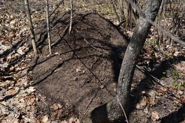 A tree stump is in the woods with anthill isolated in the shadow 