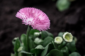 Bellis perennis, daisy, common daisy, lawn daisy or English daisywith pink lush flowers on the krumba in spring