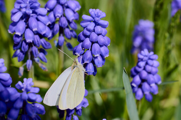 Muscari armeniacum close up, blue armenian grape hyacinths closeup, spring flowers
