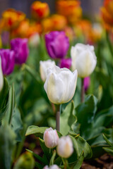 the beautiful image with the tulip in the park