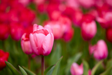 Fototapeta premium the beautiful image with the tulip in the park