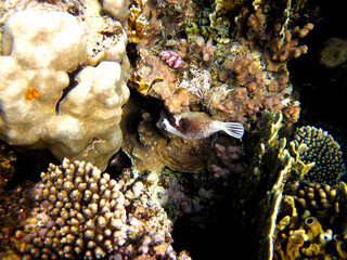 Fabulously beautiful coral reef and its inhabitants in the Red Sea, Egypt