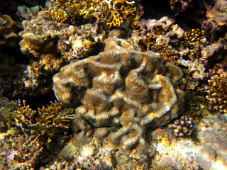 Fabulously beautiful coral reef and its inhabitants in the Red Sea, Egypt