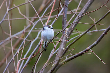 Long tail tit perched on a branch outdoor