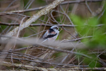 Long tail tit perched on a branch outdoor