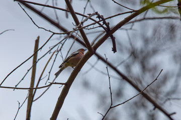 Common chaffinch (Fringilla coelebs) perched on a branch in the tree