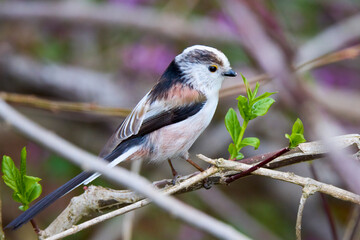 Long tail tit perched on a branch outdoor