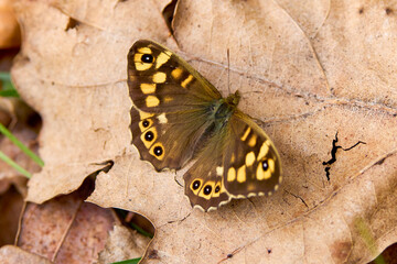 a butterfly in the forest on a dry leaf