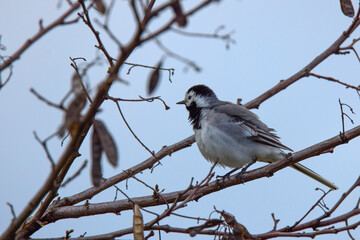 Closeup of a White Wagtail (Motacilla alba) A bird with white, gray and black feathers