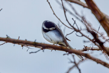 Closeup of a White Wagtail (Motacilla alba) A bird with white, gray and black feathers