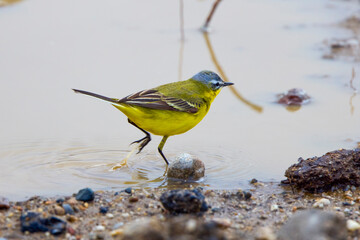 Yellow wagtail (Motacilla flava) male, small bird with yellow plumage. The bird walks on the ground among vegetation looking for food.