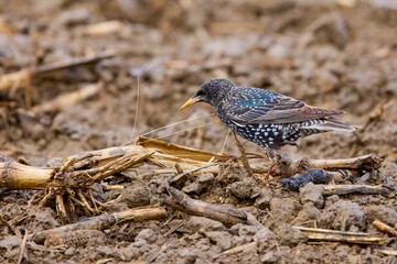 a starling looking for straw for a nest in an agricultural field