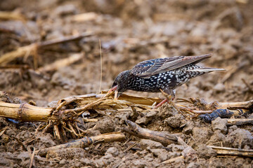 a starling looking for straw for a nest in an agricultural field