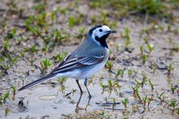 Closeup of a White Wagtail (Motacilla alba) A bird with white, gray and black feathers