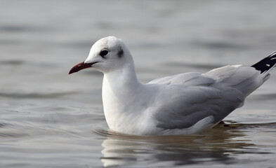Black headed gull swimming close up