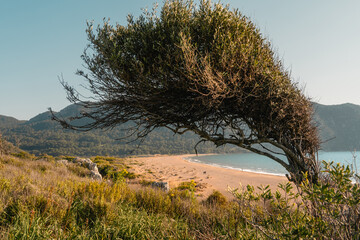 Amazing olive tree on Iztuzu Beach close to Dalyan Turkey.