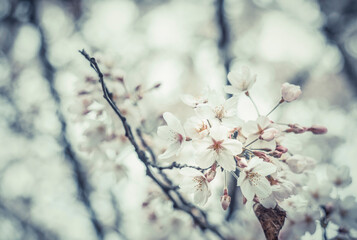 Close up with spring pink cherry blossom flowers. Selective focus.