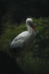 White stork (Ciconia ciconia) resting in a grass field