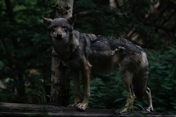 Naklejka na ściany i meble Eurasian wolf (Canis lupus lupus) standing on wood looking forward in a forest