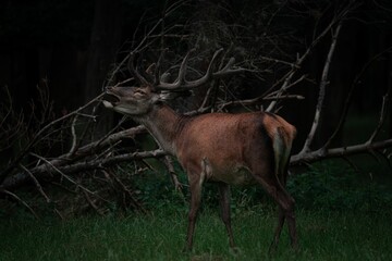 Red deer (Cervus elaphus) making loud noises in the wild © Svenlehenberger/Wirestock Creators
