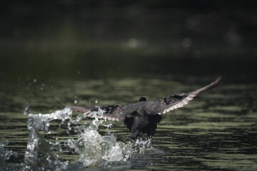 Eurasian coot (Fulica atra) running on water, back view
