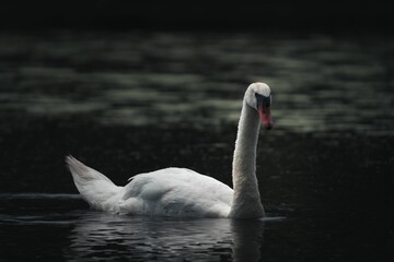 Mute swan (Cygnus olor) swimming in a lake while looking forward