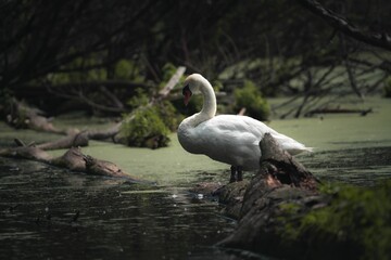 Mute swan (Cygnus olor) perched on wood in a swamp