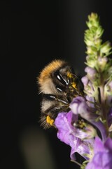 Close up of a Buff-tailed bumblebee (Bombus terrestris) collecting nectar from a flower