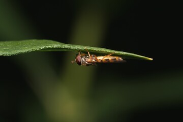 Close up of a Platycheirus crawling on a leaf, isolated on blurred background