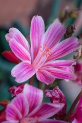 Fototapeta premium Close up of a bright Bitterroot flower on a blurred background