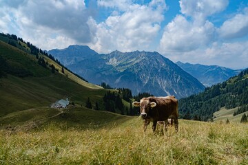 Fototapeta na wymiar Cute brown cow grazing in a green valley with the Bavarian Alps in the background