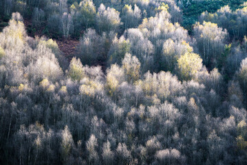 Fototapeta na wymiar Soft spring light illuminates the recent shoots in the treetops