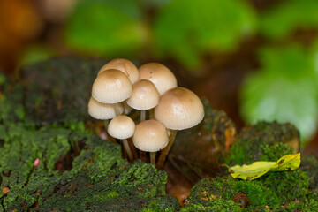 Pilz auf einem Baumstamm. Gruppe von Helmling Pilze im Wald.
Mycena oder Buntstieliger Helmling.
Vorkommen in Europa, Nord Amerika, Afrika und Asien.