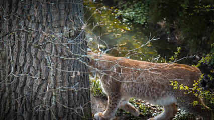 Luchs, Wildtier, Großkatze, Katze, Tier, Luchs mit Beute